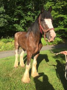 Duke the former Budweiser Clydesdale, rescued in neglected condition from New Holland auction on 8/10/15.