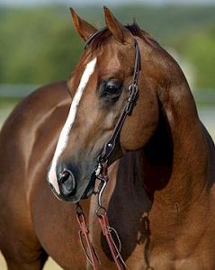 Champion Cutting Horse Stallion