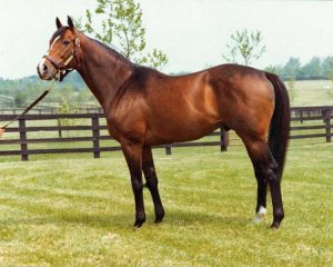 Champion Thoroughbred Exceller